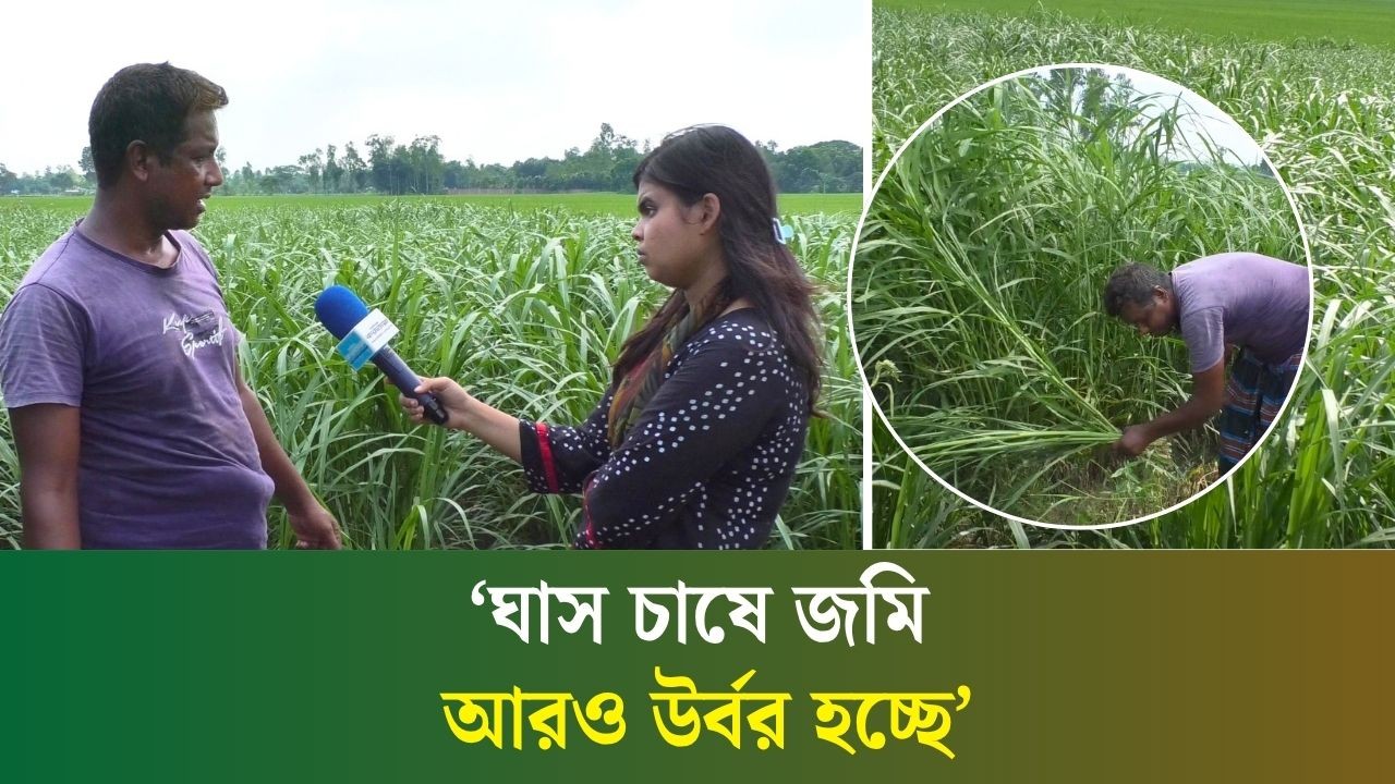 কম খরচে বেশি লাভ : নেপিয়ার ঘাস চাষে চিন্তামুক্ত কৃষক